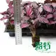 maranta at Wholesale Prices | Youngplants 2