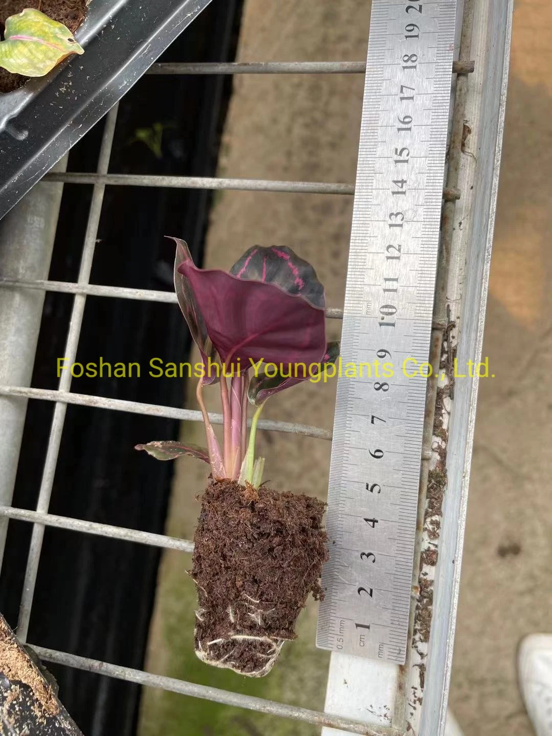 calathea prayer plant at Wholesale Prices | Youngplants 10