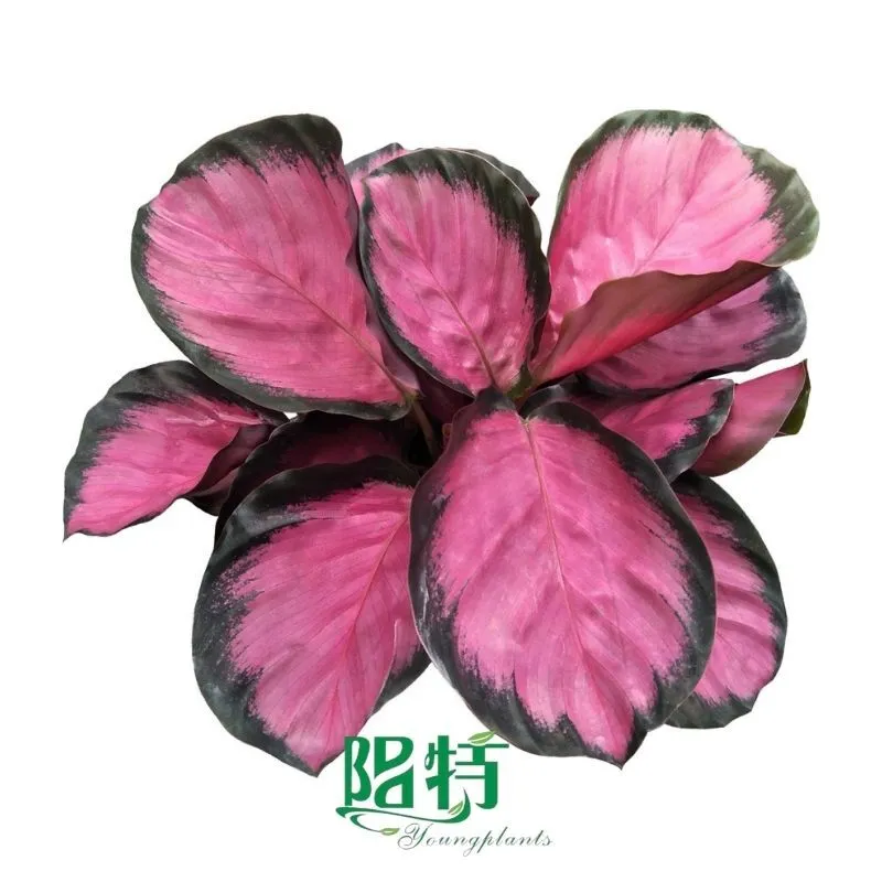 Foshan Youngplants - Wholesale Tray Plant Plugs Supply Growers Nurseries Calathea roseopicta 'Purple Rose' 1