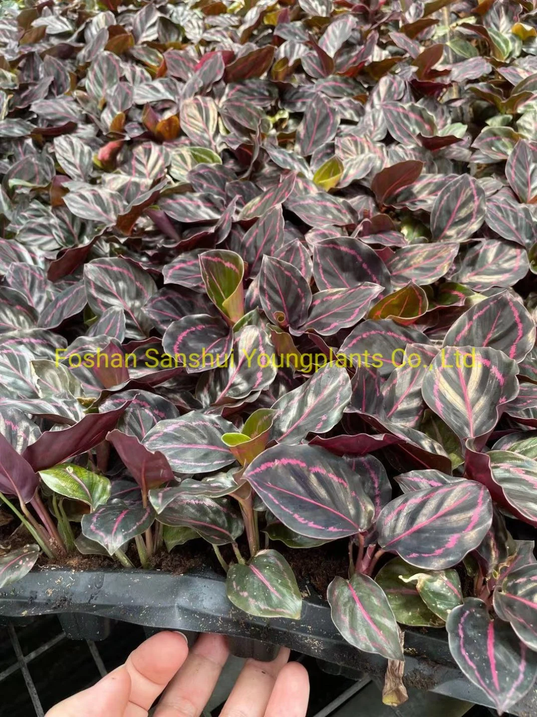 calathea prayer plant at Wholesale Prices | Youngplants 8