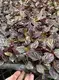 ctenanthe at Wholesale Prices | Youngplants 7