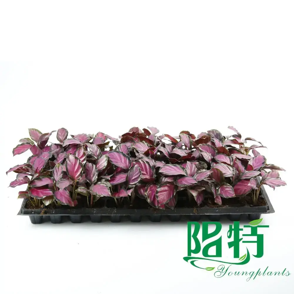 maranta at Wholesale Prices | Youngplants 4