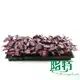 maranta at Wholesale Prices | Youngplants 4
