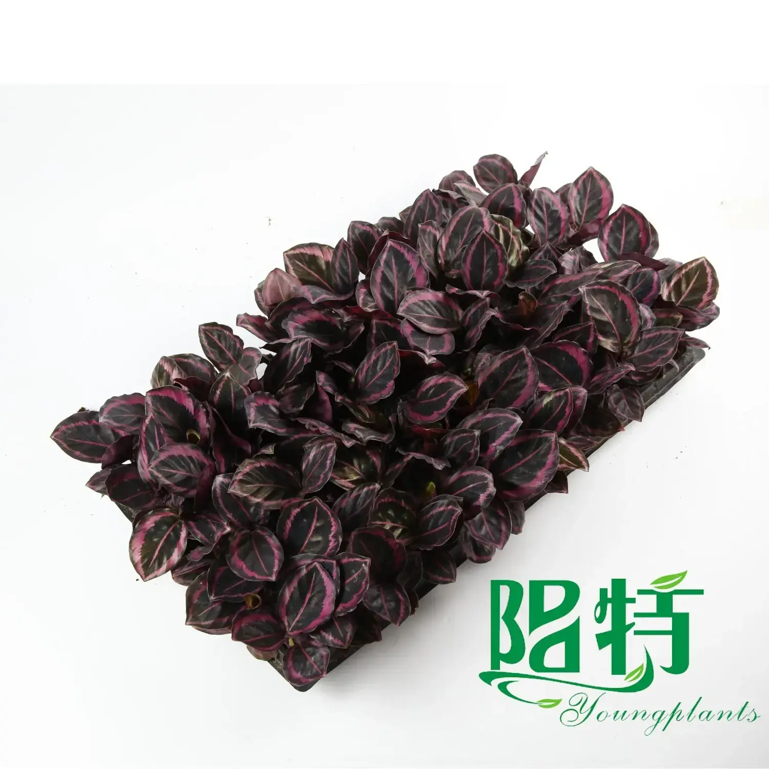 ctenanthe at Wholesale Prices | Youngplants 4