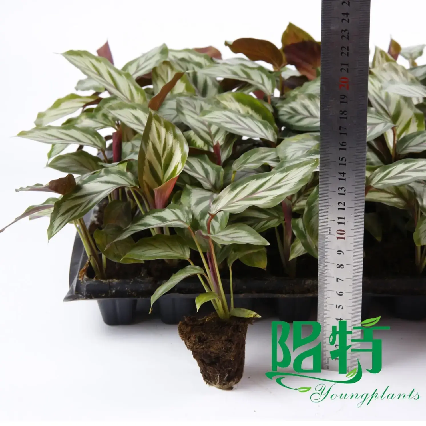 Red Maranta: High-Quality Tissue Culture and Plug Plants 2