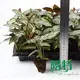 Red Maranta: High-Quality Tissue Culture and Plug Plants 2