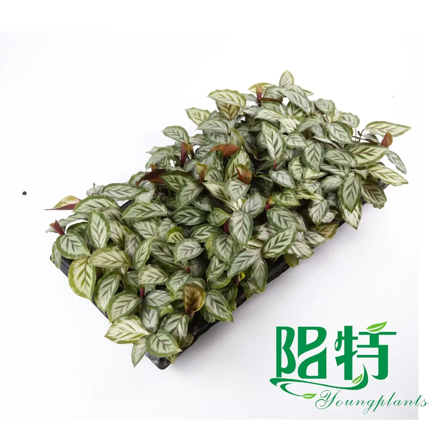 Red Maranta: High-Quality Tissue Culture and Plug Plants 3