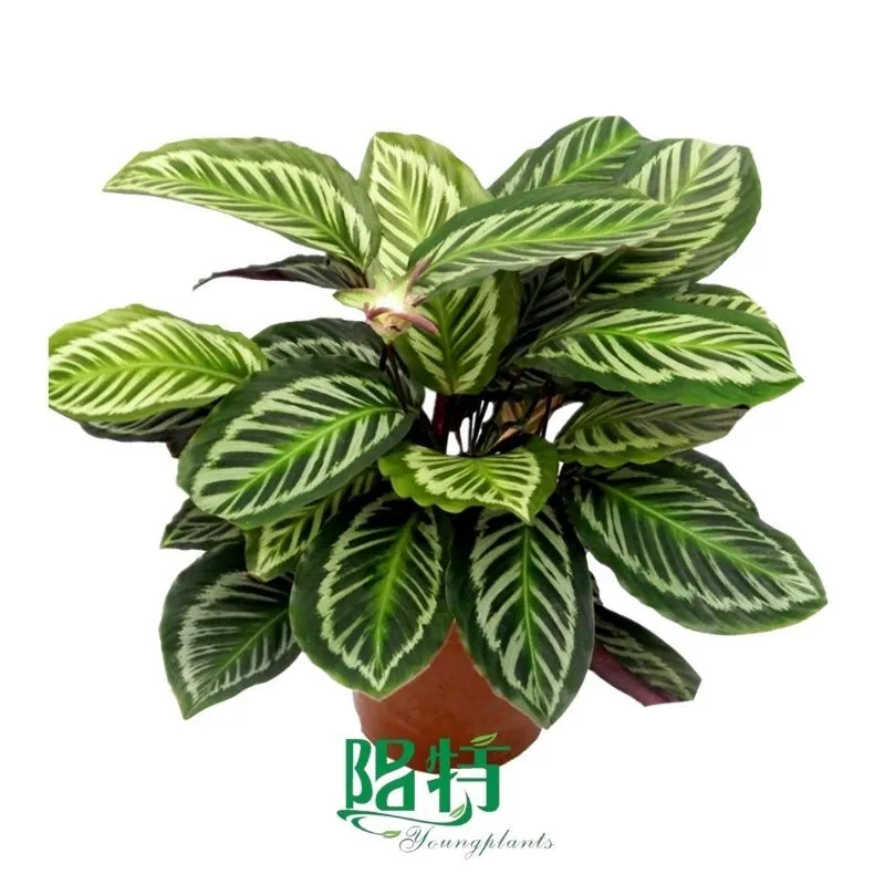Foshan Youngplants - Wholesale Tray Plant Plugs Supply Growers Nurseries Blooming Calathea Bicajoux 1