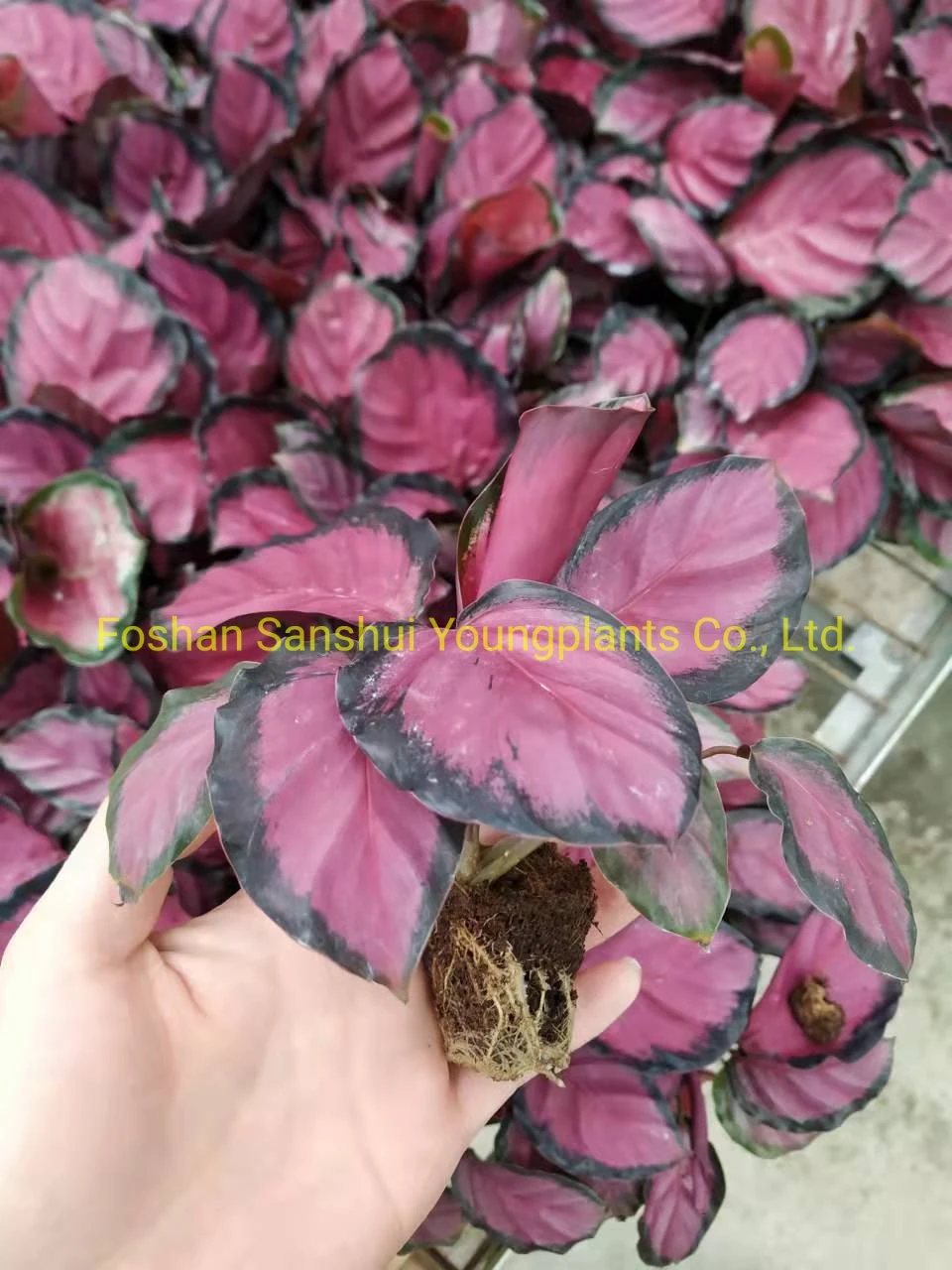 มารันต้า ราคาขายส่ง | Youngplants 8