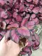 maranta at Wholesale Prices | Youngplants 6