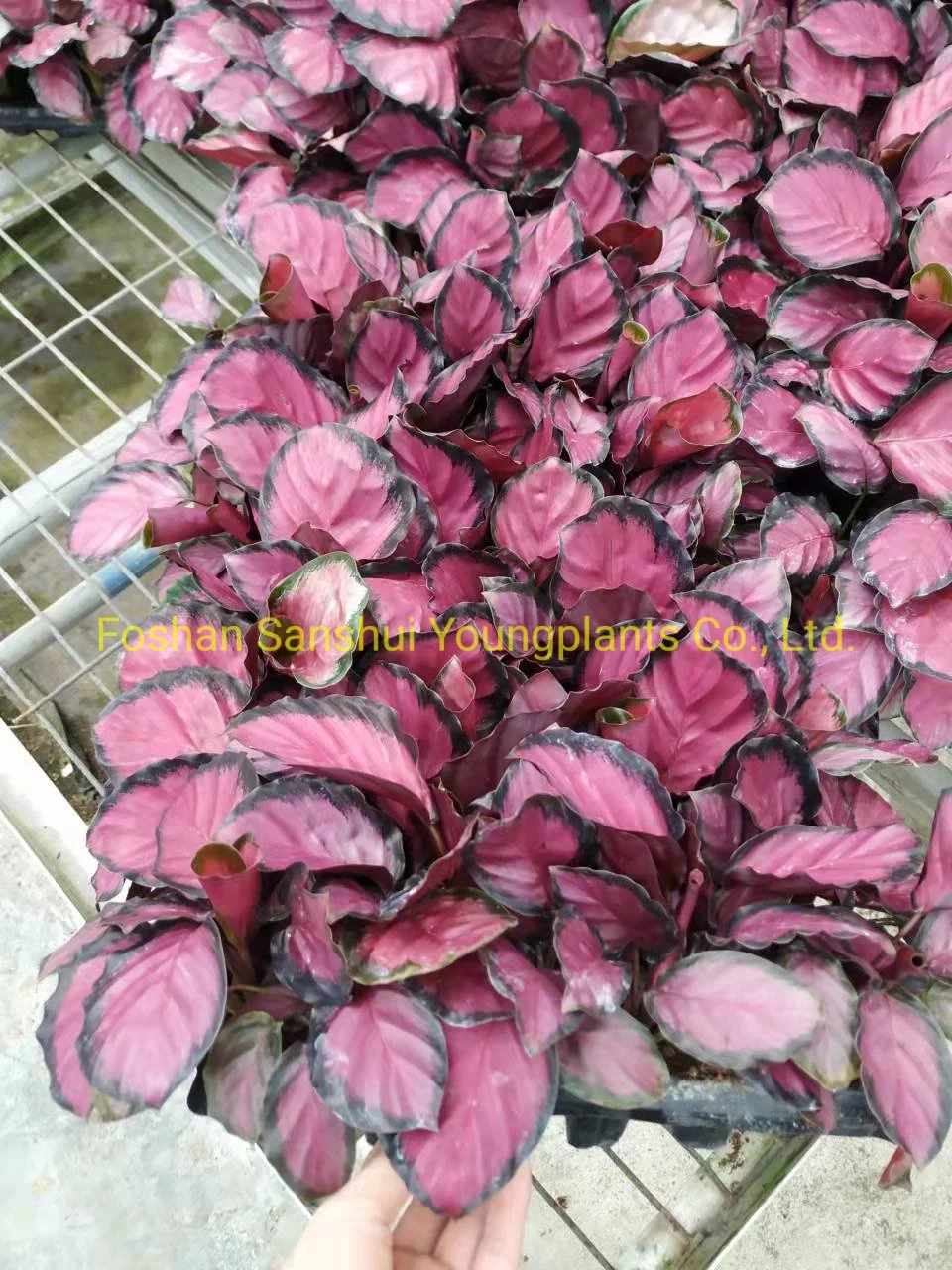 มารันต้า ราคาขายส่ง | Youngplants 7