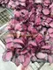 maranta at Wholesale Prices | Youngplants 5