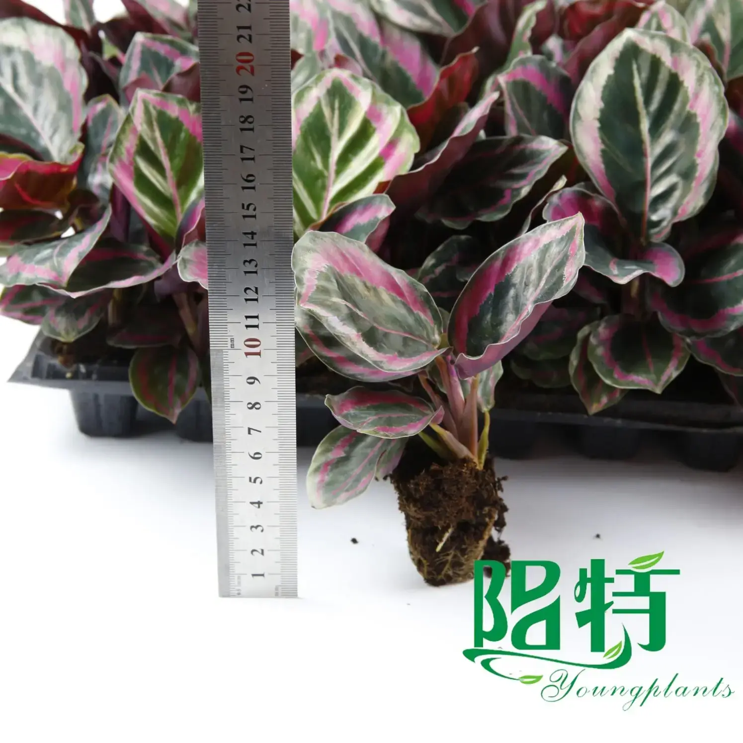 Calathea Tray Plants - High Quality Wholesale Maranta Leuconeura 2