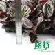 Calathea Tray Plants - High Quality Wholesale Maranta Leuconeura 2