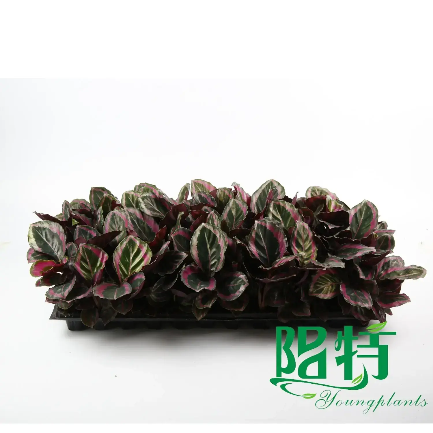 Calathea Tray Plants - High Quality Wholesale Maranta Leuconeura 3