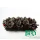 Calathea Tray Plants - High Quality Wholesale Maranta Leuconeura 3