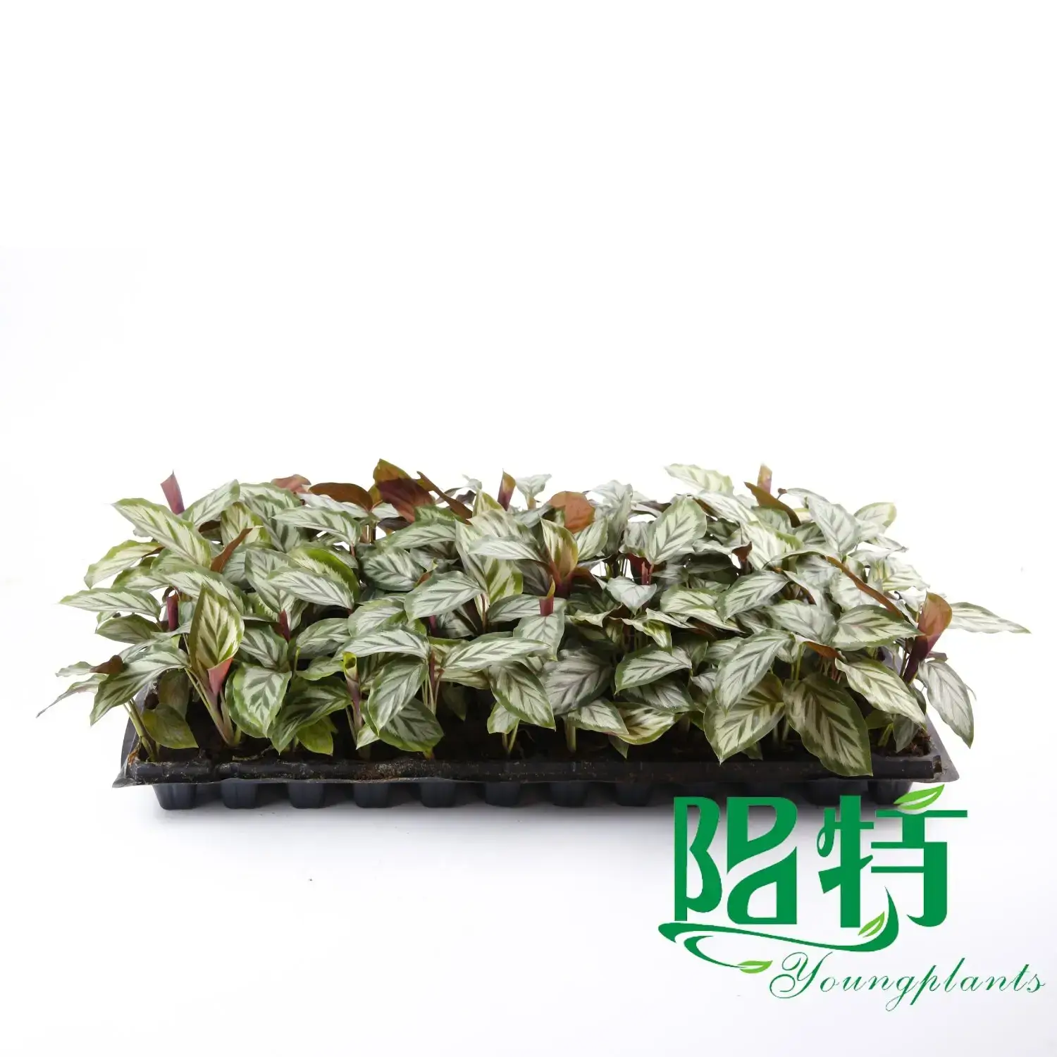 Red Maranta: High-Quality Tissue Culture and Plug Plants 4