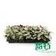 Red Maranta: High-Quality Tissue Culture and Plug Plants 4
