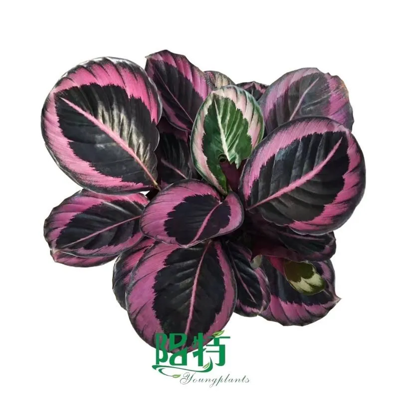 Foshan Youngplants - Wholesale Tray Plant Plugs Supply Growers Nurseries Calathea roseopicta 'Red Mojo' 1