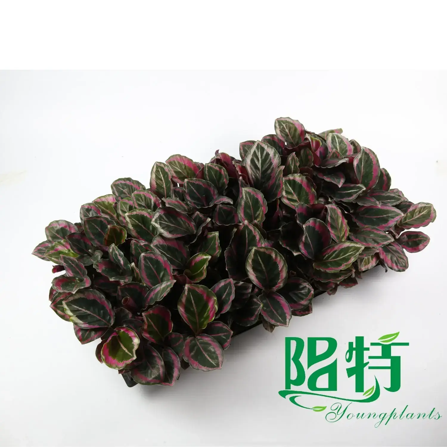 Calathea Tray Plants - High Quality Wholesale Maranta Leuconeura 4
