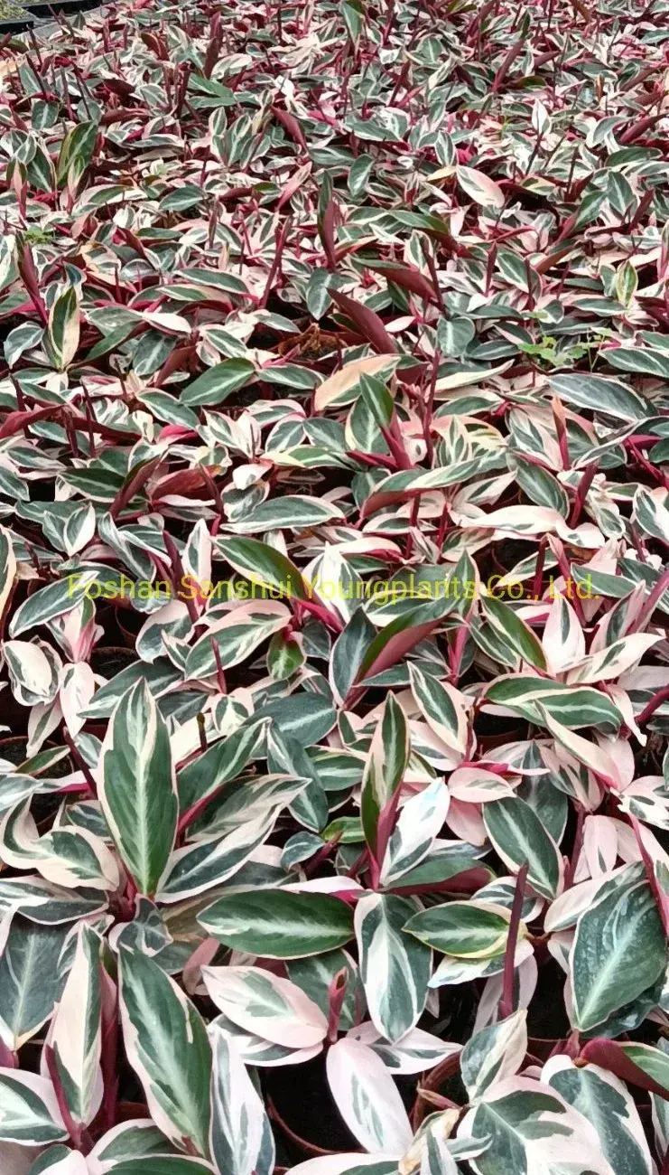 Calathea Tray Plant Wholesale - Top-Quality Prayer Plants 2