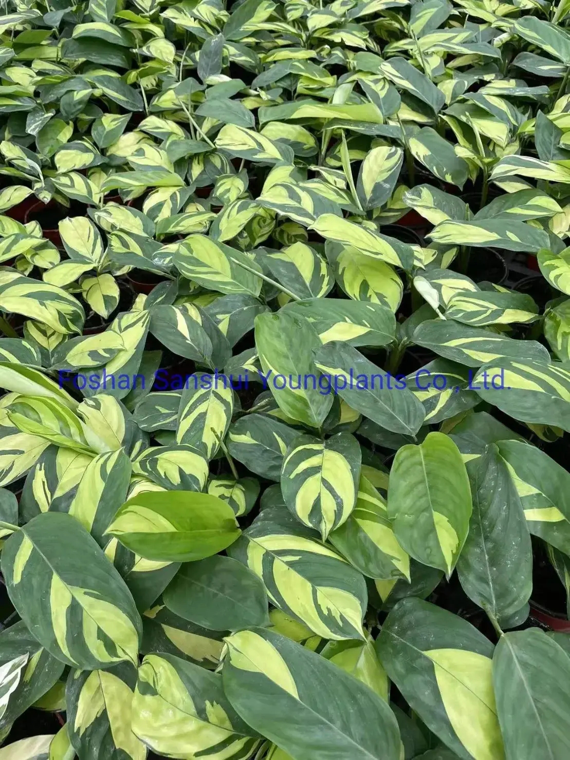 Calathea Perennial Plants: Highest Quality Wholesale 2