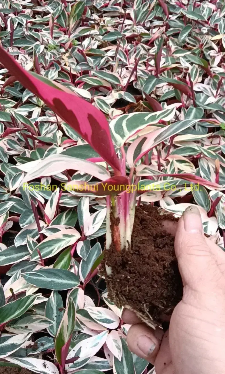 Calathea Tray Plant Wholesale - Top-Quality Prayer Plants 3