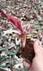 Calathea Tray Plant Wholesale - Top-Quality Prayer Plants 3