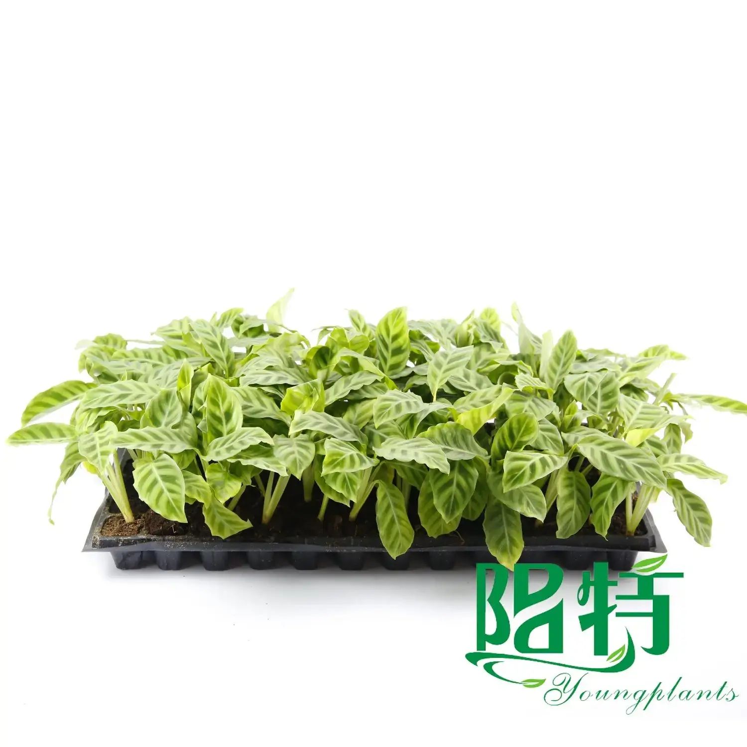 Calathea Tray Plants: Wholesale Seedling Collection 4