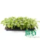 Calathea Tray Plants: Wholesale Seedling Collection 4