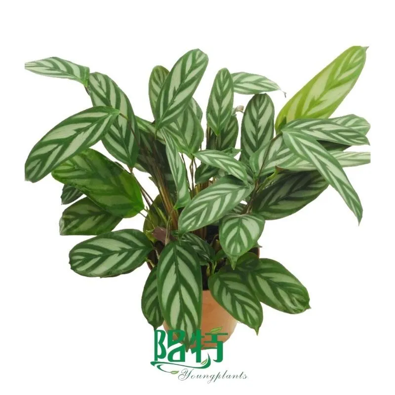 Foshan Youngplants - Wholesale Tray Plant Plugs Supply Growers Nurseries Ctenanthe setosa 1