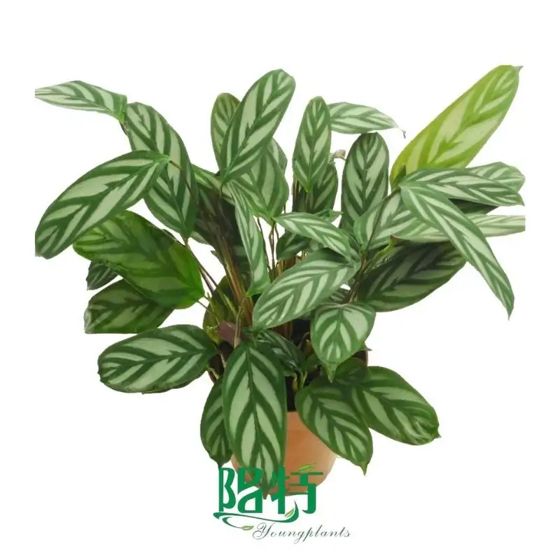 The Reasons Why We Love propagate aglaonema
