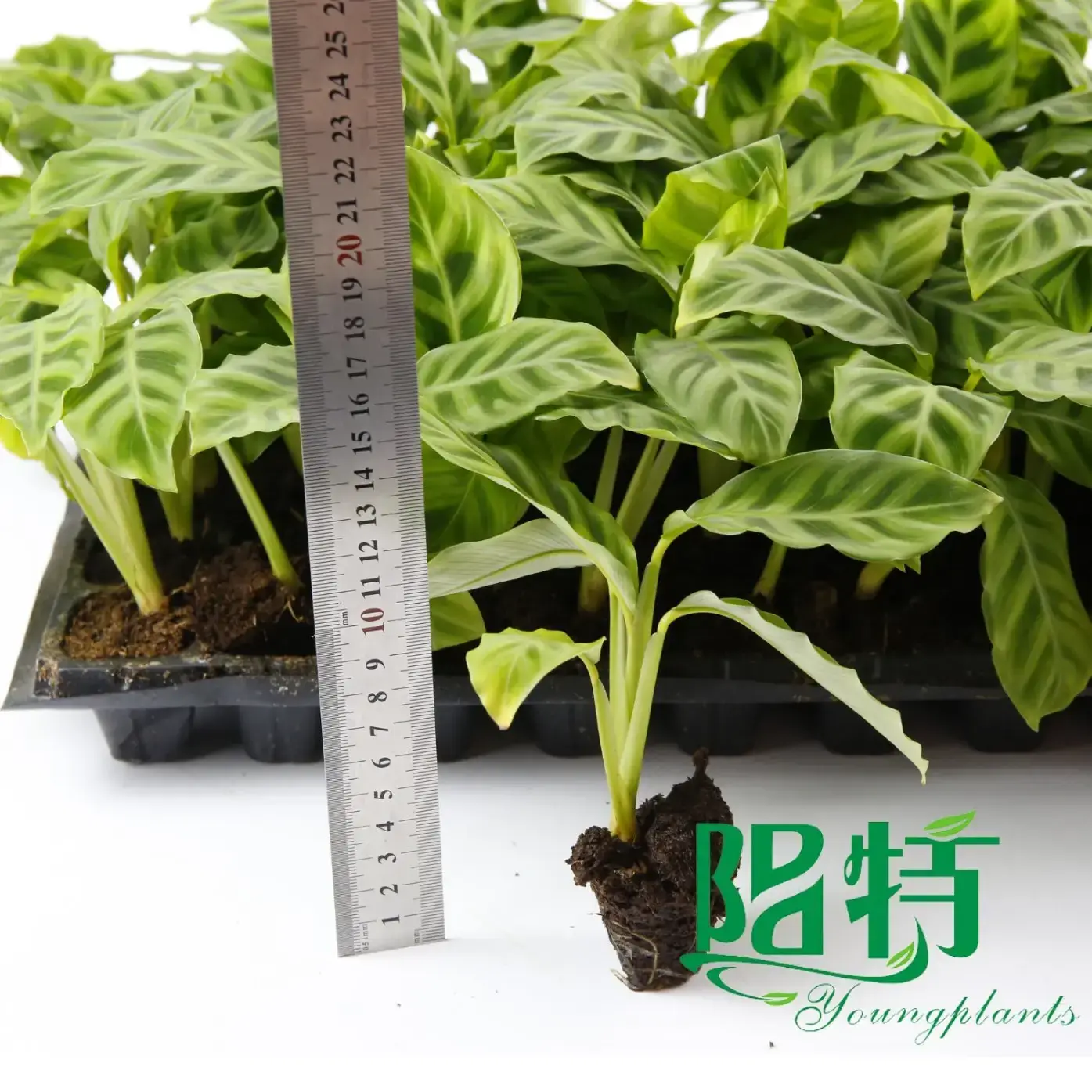 Calathea Tray Plants: Wholesale Seedling Collection 2