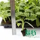 Calathea Tray Plants: Wholesale Seedling Collection 2