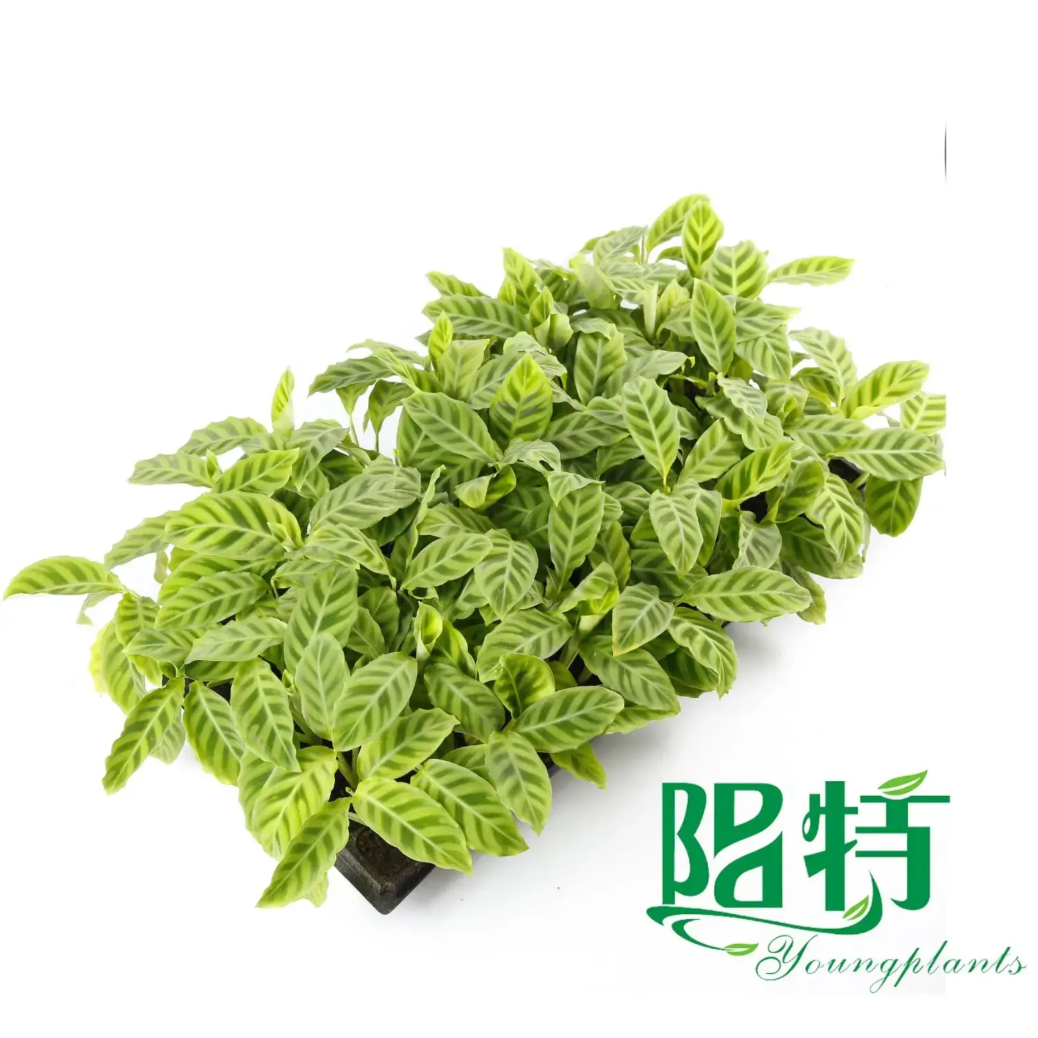 Calathea Tray Plants: Wholesale Seedling Collection 3