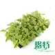 Calathea Tray Plants: Wholesale Seedling Collection 3