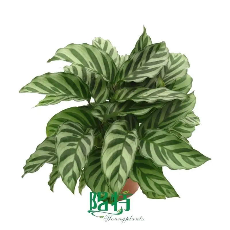 Here's What People Are Saying About aglaonema ruby