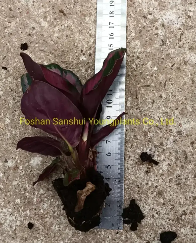 Custom calathea leuconeura  Manufacturer | Youngplants 2