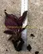 Custom calathea leuconeura  Manufacturer | Youngplants 2