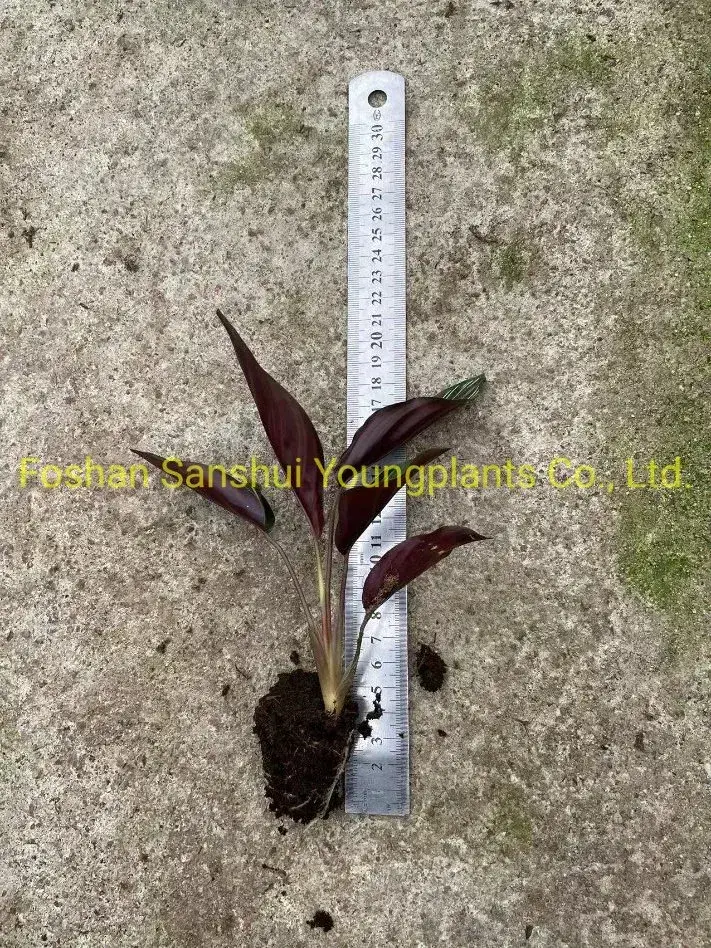 Stromanthe Sanguinea: High-Quality Calathea Tray Plants Wholesale 2