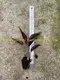 Stromanthe Sanguinea: High-Quality Calathea Tray Plants Wholesale 2