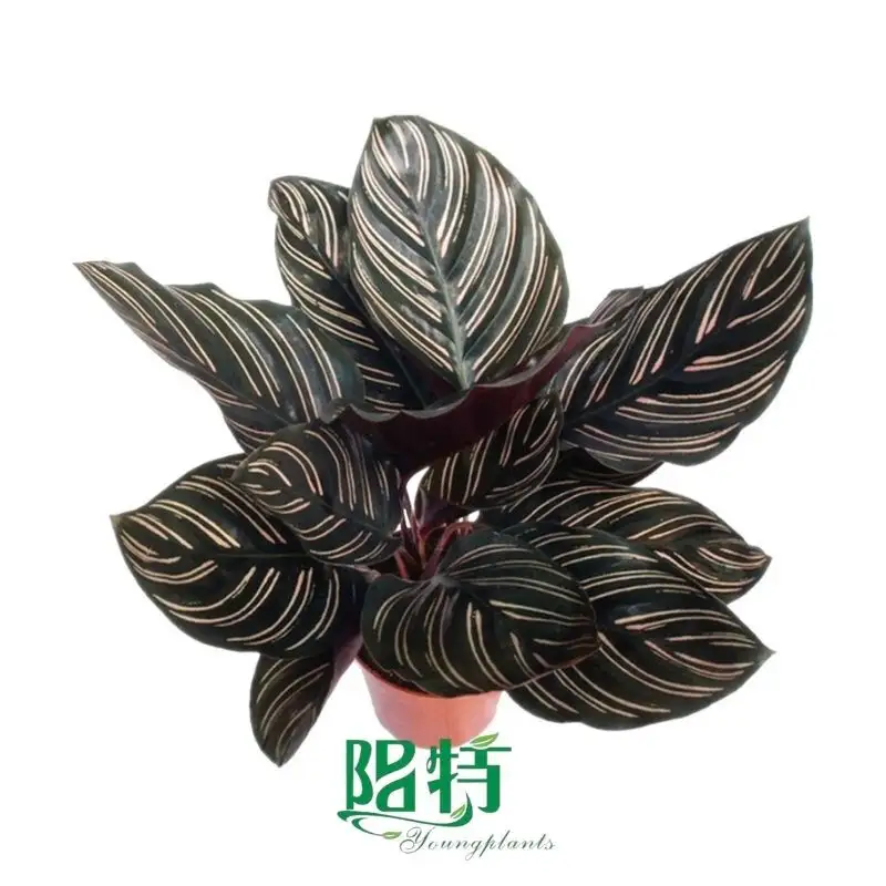 what is chinese ever green | Youngplants