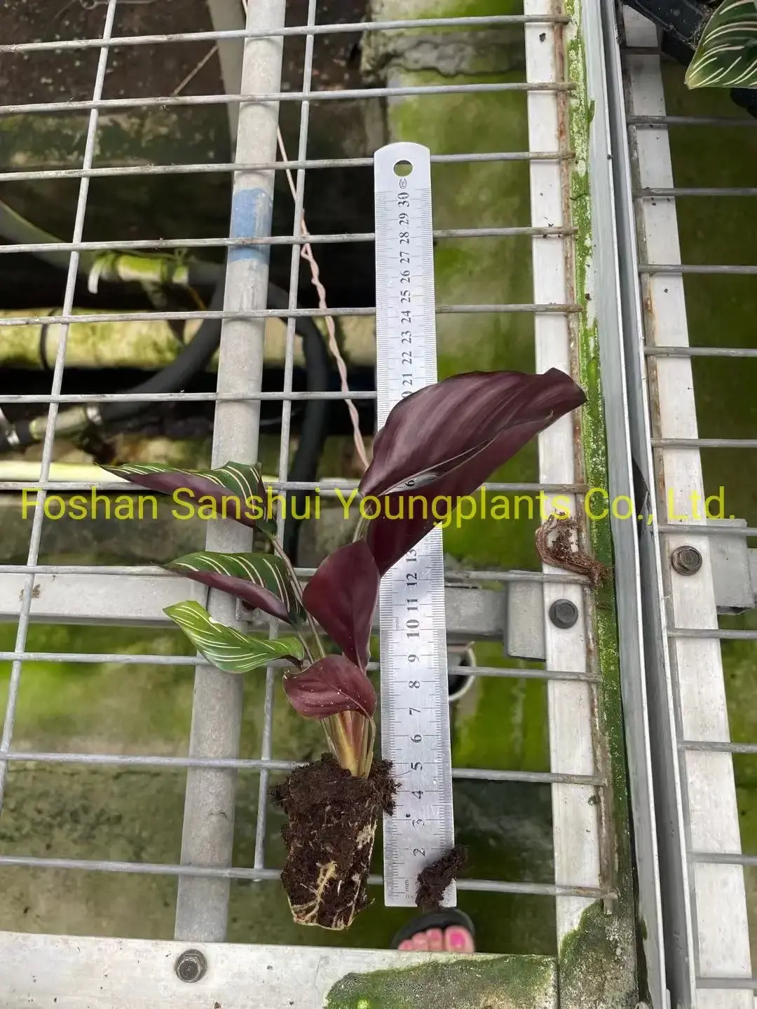 Stromanthe Sanguinea: High-Quality Calathea Tray Plants Wholesale 3