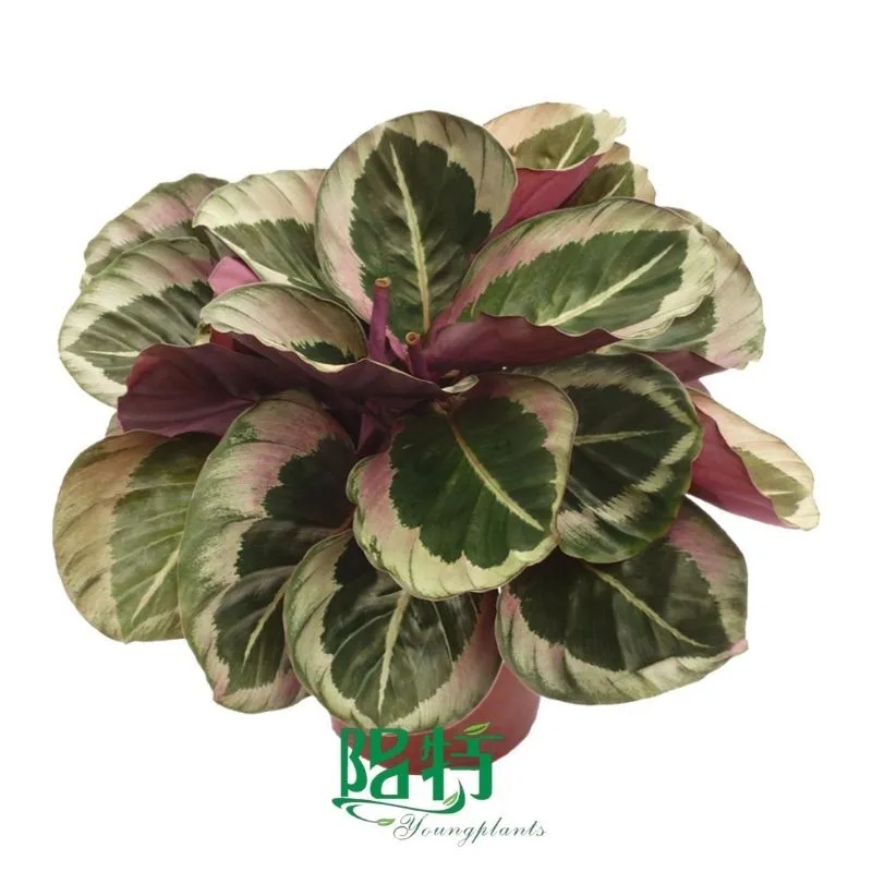 Foshan Youngplants - Wholesale Tray Plant Plugs Supply Growers Nurseries Calathea roseopicta 'Princess' 1