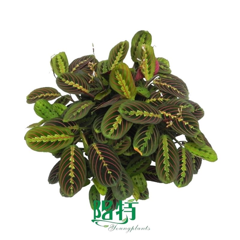 How To Own chinese evergreen care indoors For Free