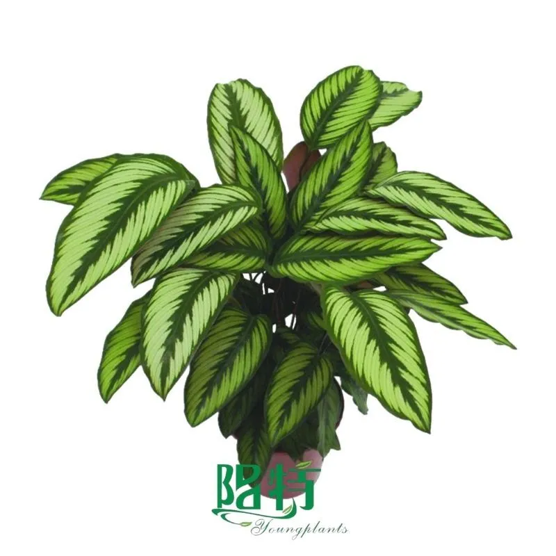 Foshan Youngplants - Wholesale Tray Plant Plugs Supply Growers Nurseries Calathea ornata 'Golden Star' 1