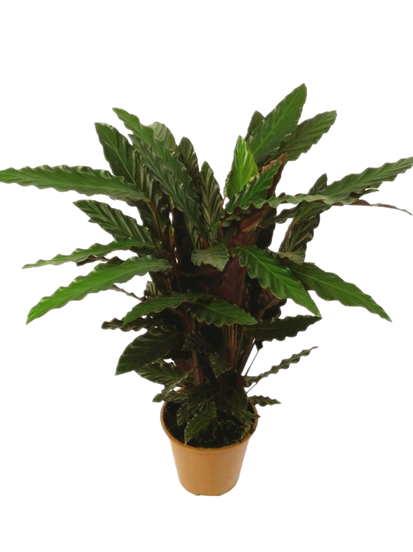 How To Own types of alocasia For Free