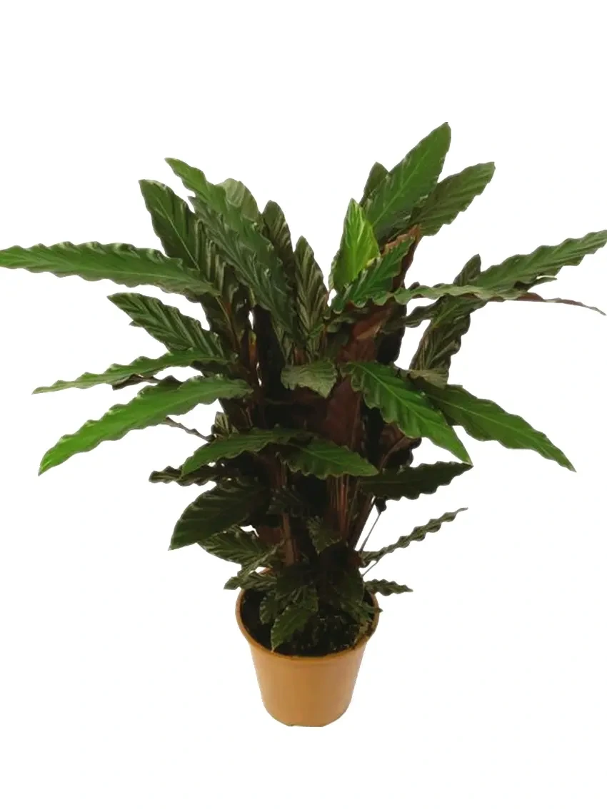Foshan Youngplants - Calathea Rufibarba Natural Live Foliage Plants Plantlets Calathea/Stromanthe/Maranta/Ctenanthe 1