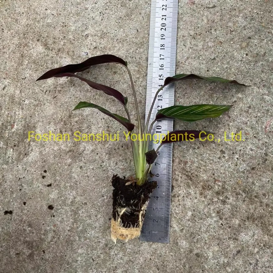 Custom calathea maranta Manufacturer | Youngplants 3