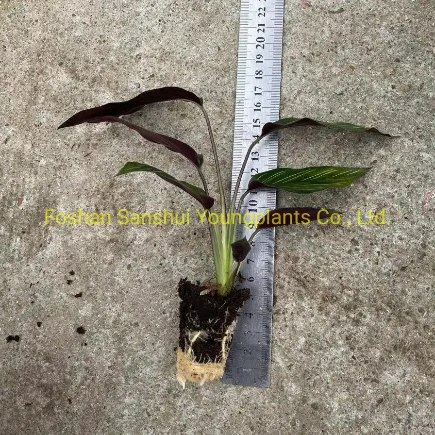 Custom calathea maranta  Manufacturer | Youngplants 2
